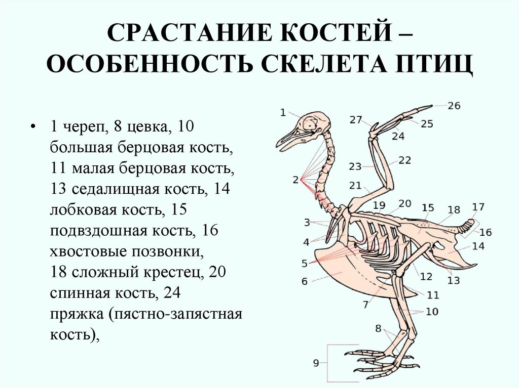 Особенности скелета птиц. Исследование особенностей скелета птицы. Исследование особенностей скелета птицы лабораторная работа. Вывод исследование особенностей скелета птицы.