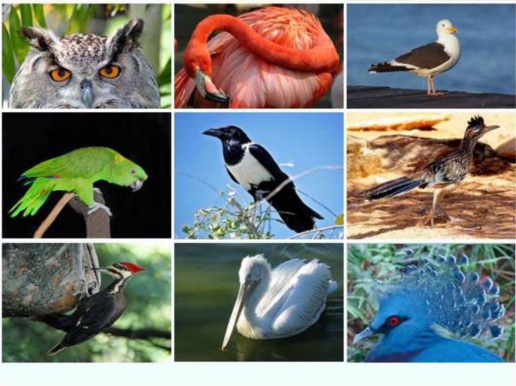 Құстар біздің досымыз сурет. Многообразие птиц. Разнообразие птиц коллаж. Птицы с которыми можно ассоциировать людей. Би си разнообразие птиц.