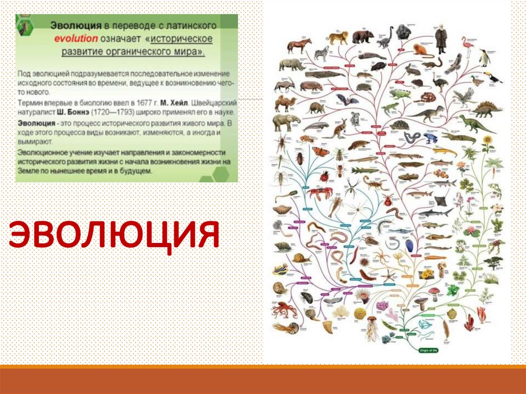 Доказательства эволюции - online presentation