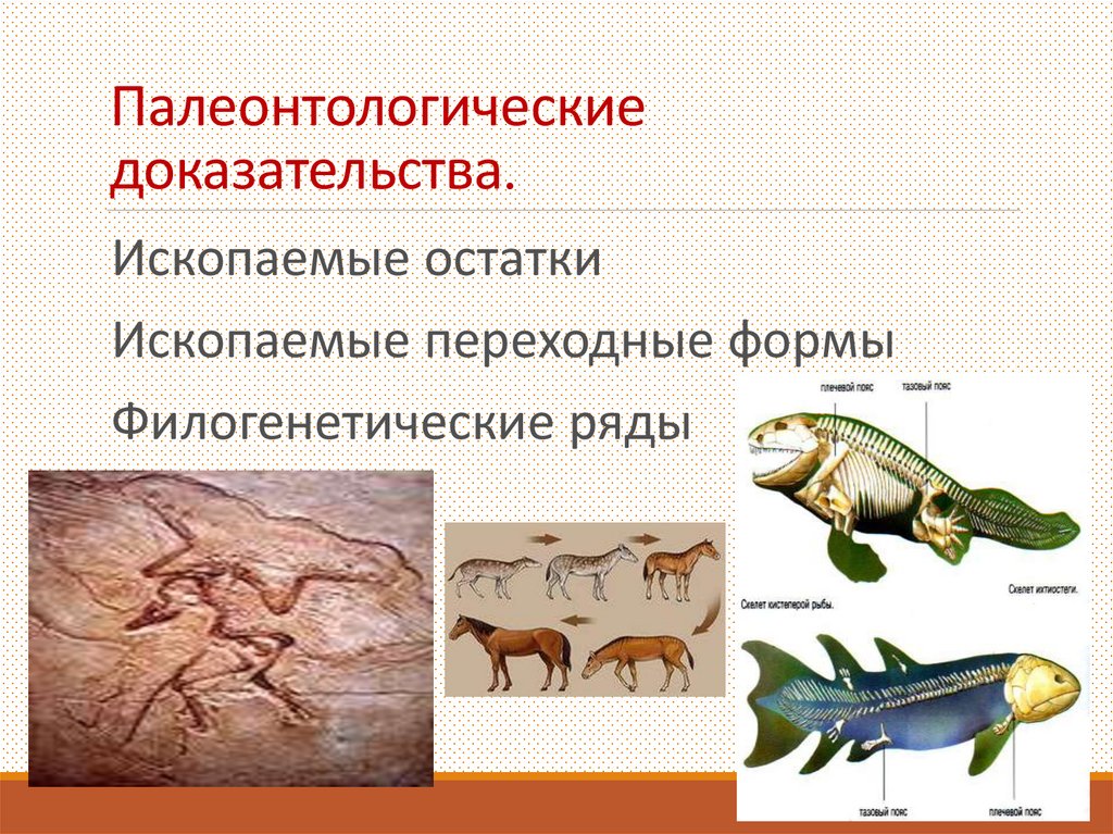 Доказательства эволюции - презентация онлайн