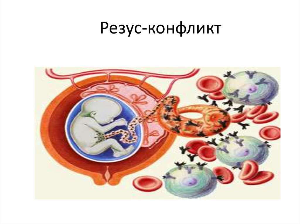 Группы крови и резус-фактор - презентация онлайн