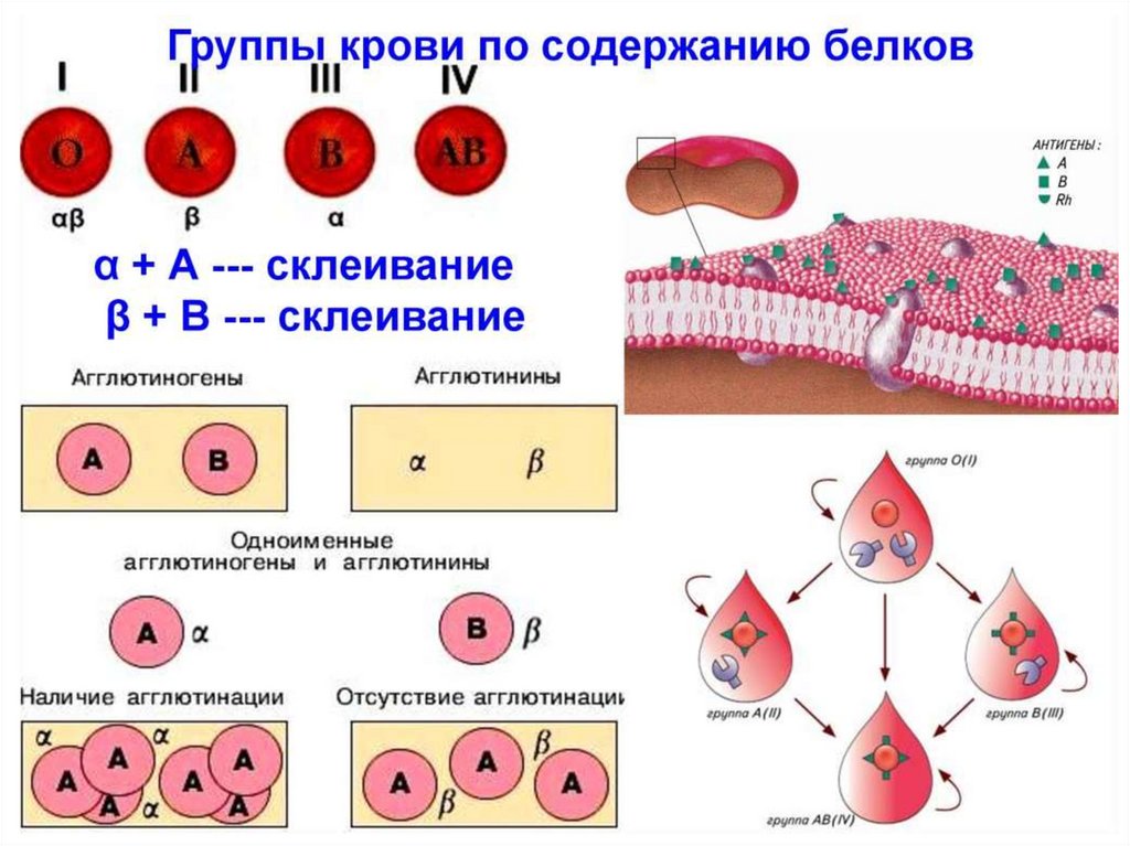 Группы крови и резус-фактор - презентация онлайн