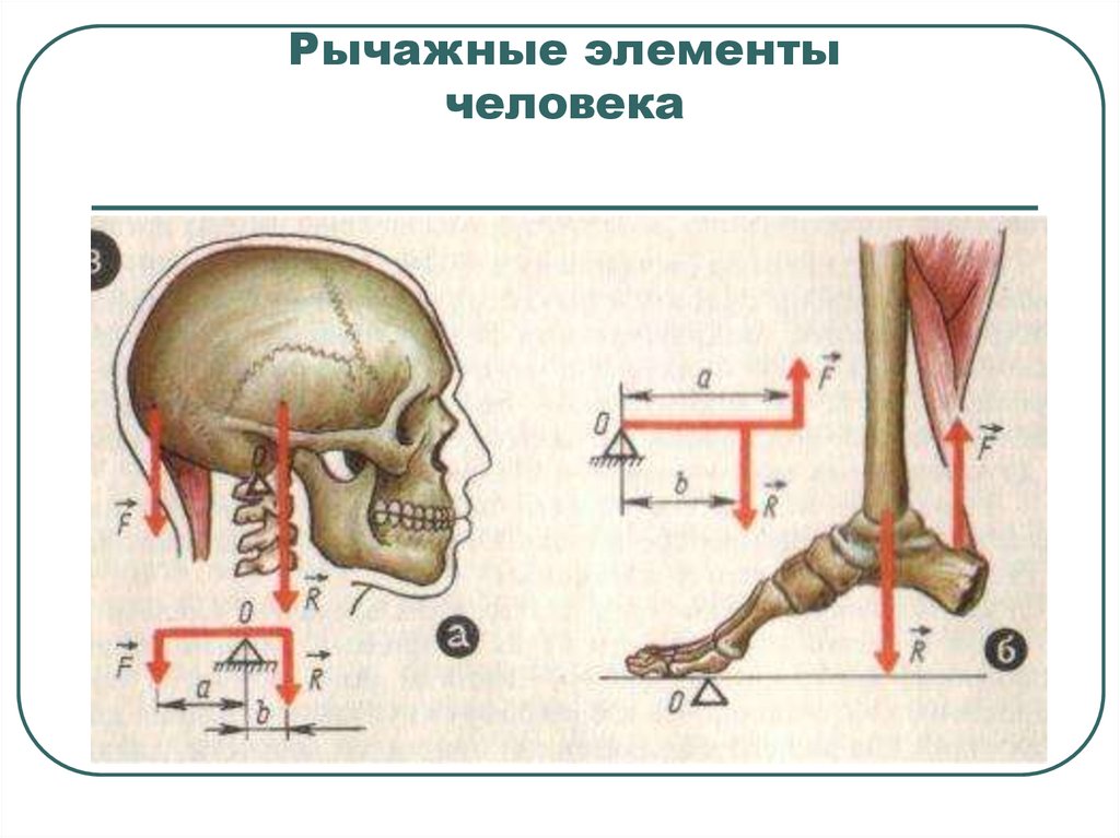 Элементы человека. Элементы кулисные.