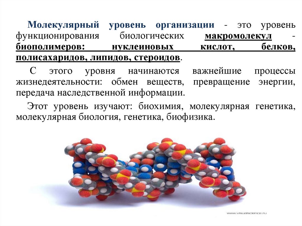 Молекулярный уровень организации изучает