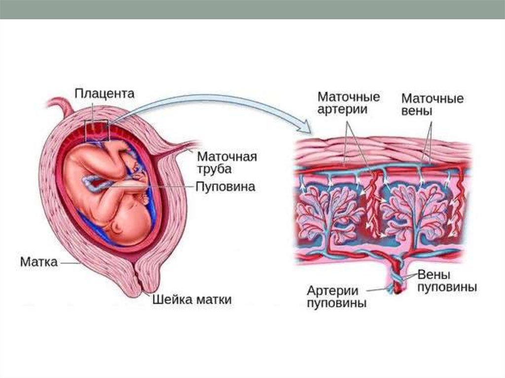 Переношенная беременность презентация