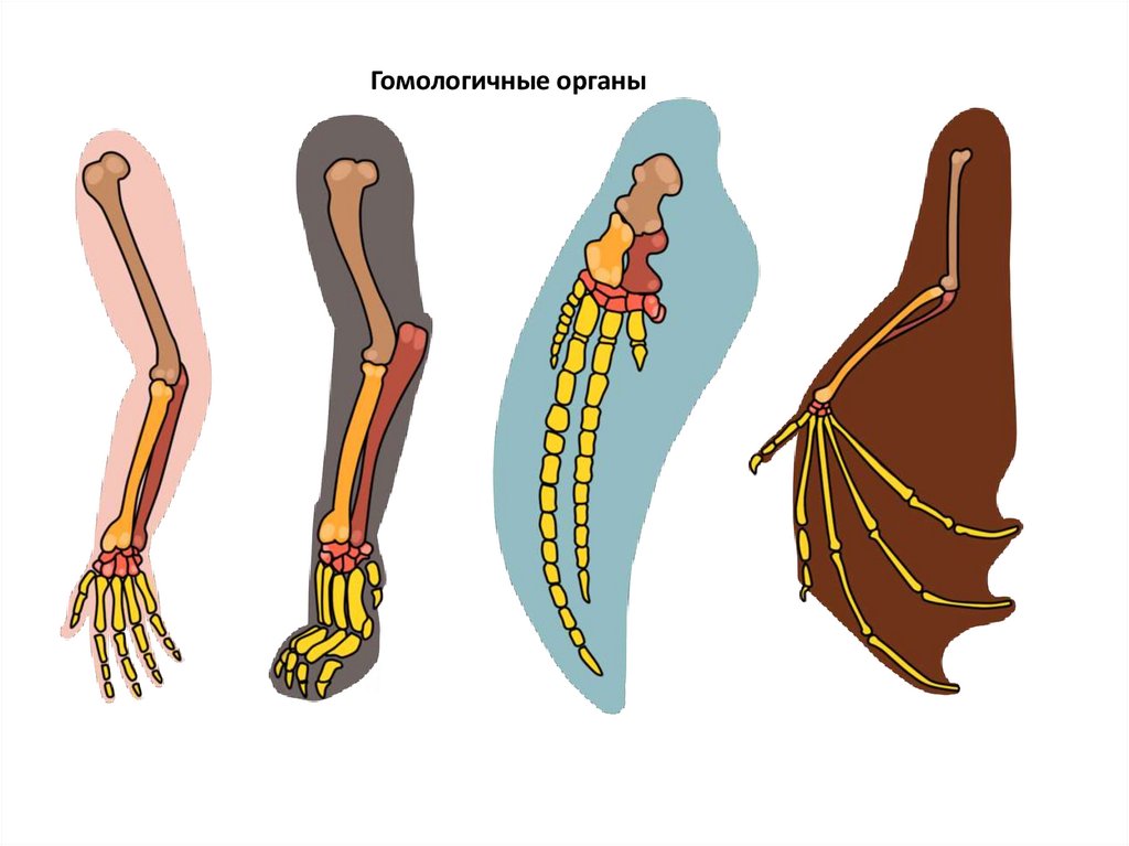 Гомологичные органы доказательства. Сравнительно-анатомические. Палеонтологические сравнительно-анатомические. Сравнительно-анатомические доказательства эволюции человека. Гомологичные кости.