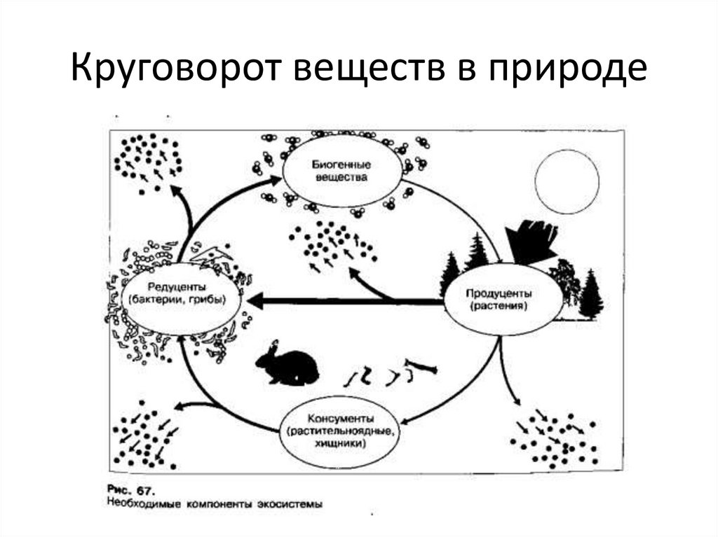 Бактерии грибы в круговороте веществ выполняют роль. Круговорот веществ в природе. Круговорот питания в природе. Круговорот графический рисунок. Круговорот веществ в озере.