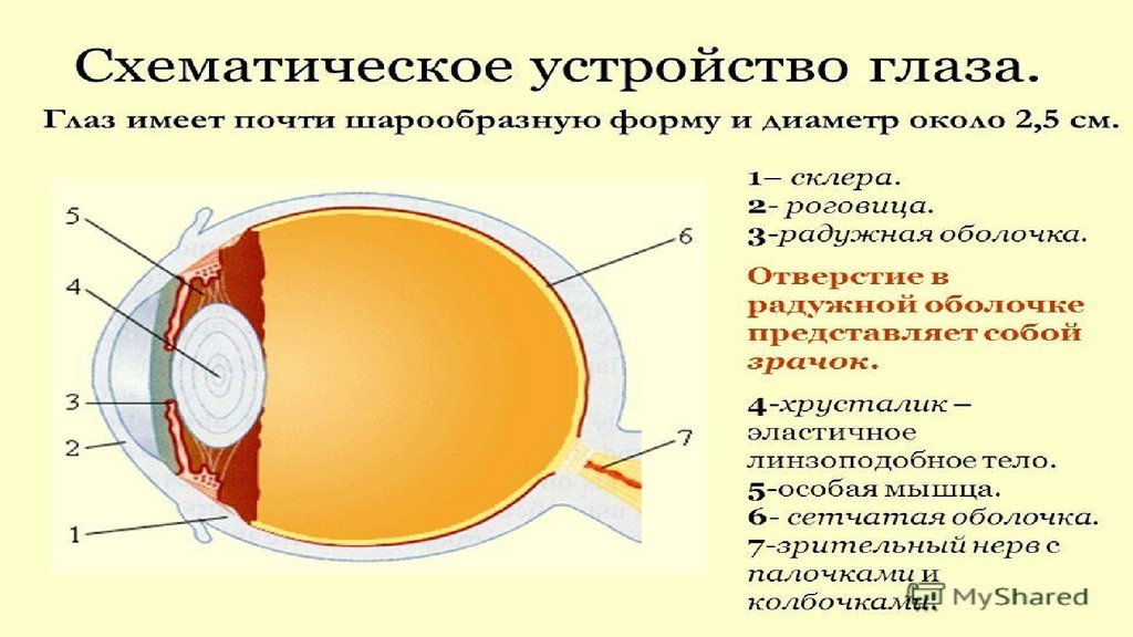К оптической системе глаза относятся хрусталик. Устройство глаза. Устройство глаза человека. Устройство глаза физика. Устройство зрения.