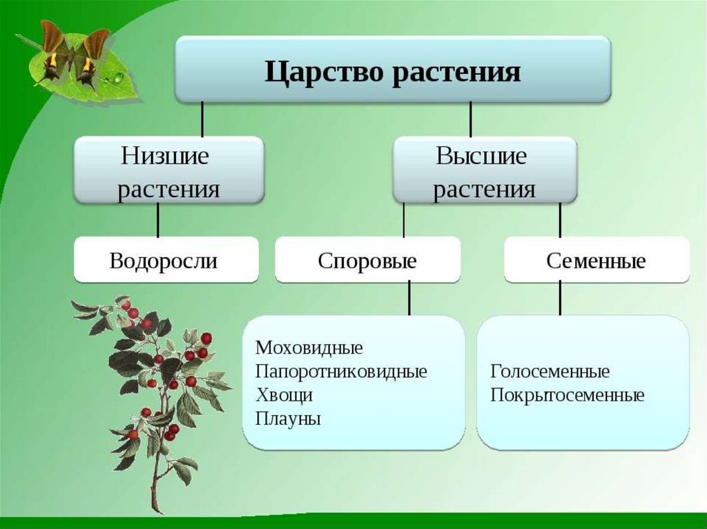 Семенные растения ткани