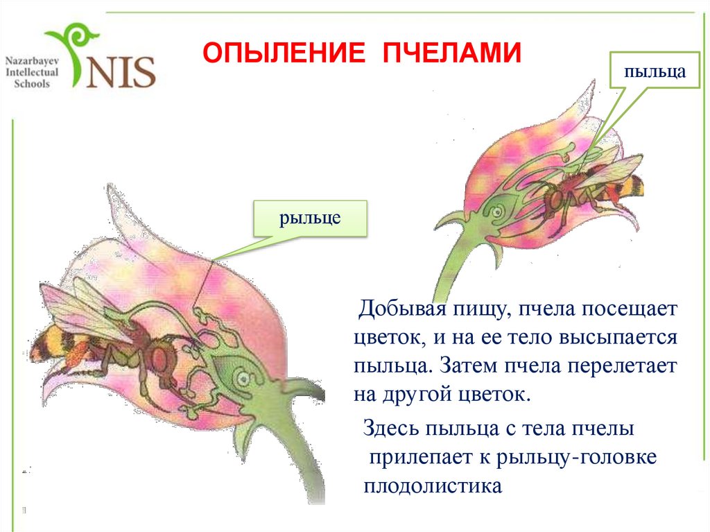 Схема опыления томата