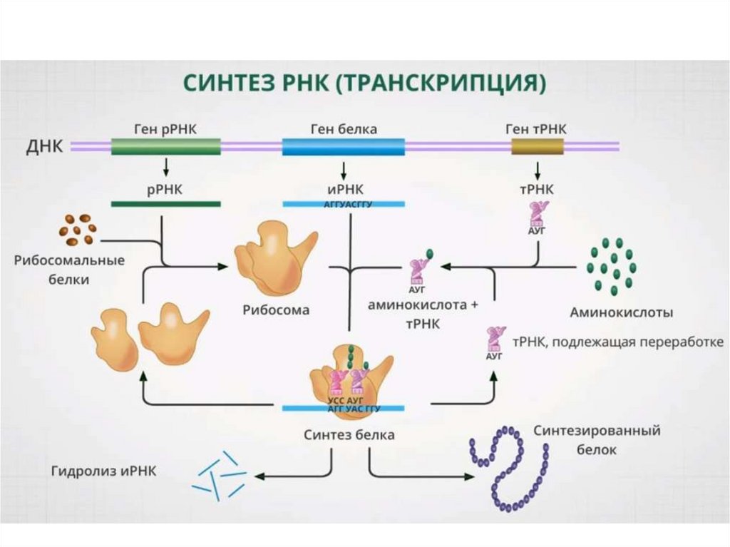 Биосинтез белка презентация 10 кл