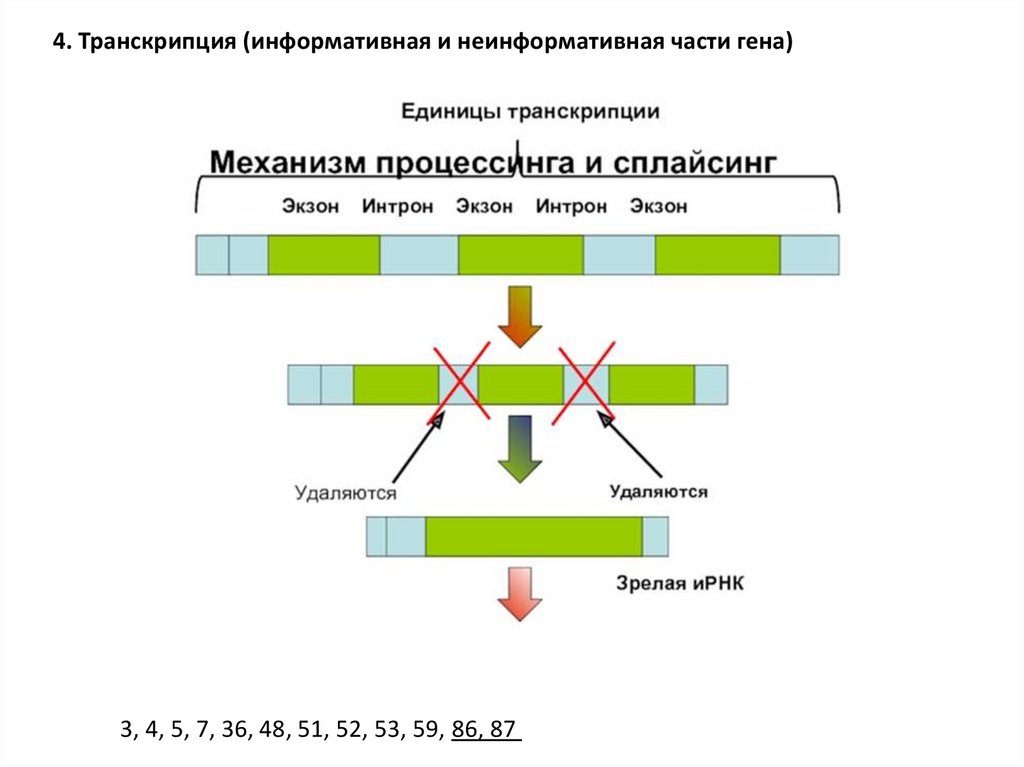 Участки структурного гена. Интроны экзоны сплайсинг. Структура м РНК У эукариот. Строение Гена Интрон Экзон. Схема структуры Гена и процессинга и-РНК.
