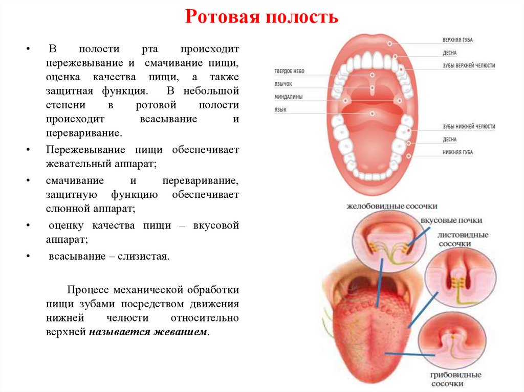 Среда полости рта. Описать процессы в ротовой полости. Моторная функция полости рта. Основные процессы проходящие в ротовой полости. Здоровье полости рта.