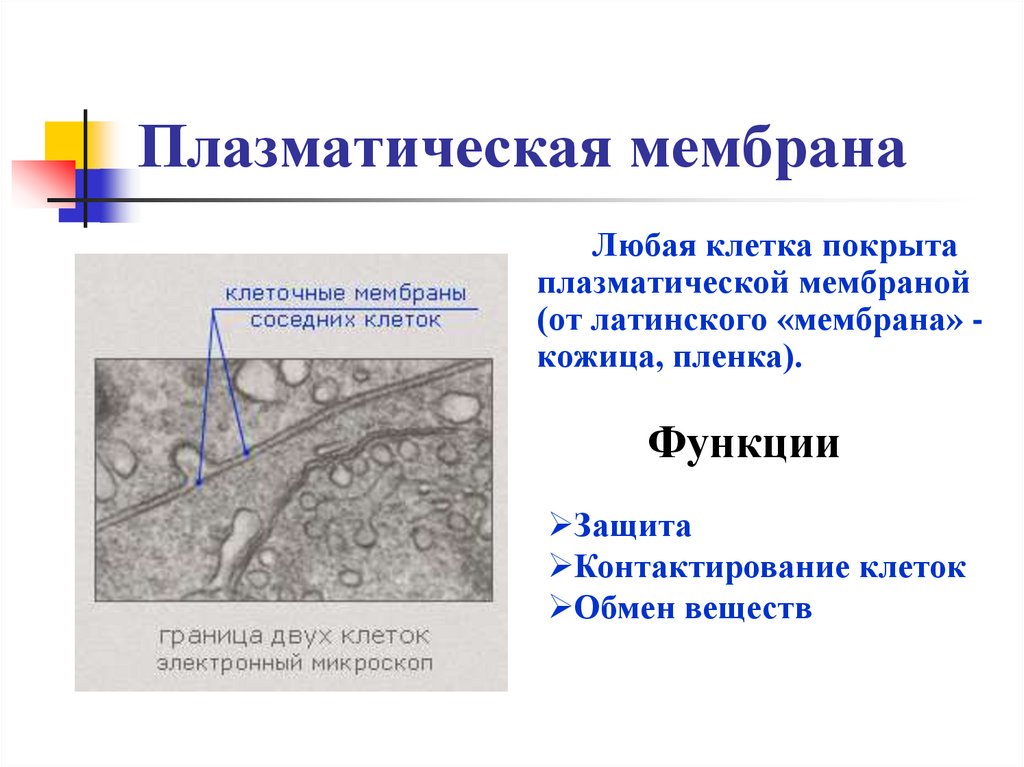 Мембрана растительной клетки функции. Клеточная плазматическая мембрана функции. Строение плазматической мембраны растительной клетки. Функция клеточной мембраны в растительной клетке.