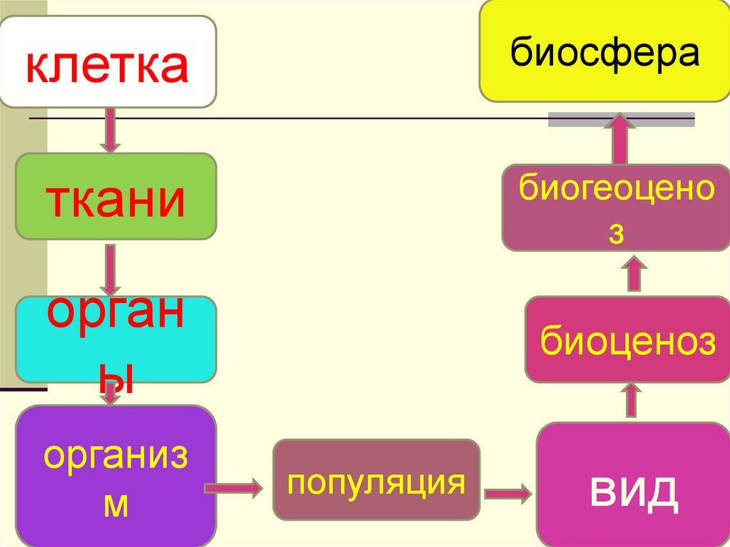 Вид популяция биоценоз. Биоценоз Биосфера. Биосфера биоценоз вид. Клетка биоценоз Биосфера организм. Вид популяция биогеоценоз Биосфера.