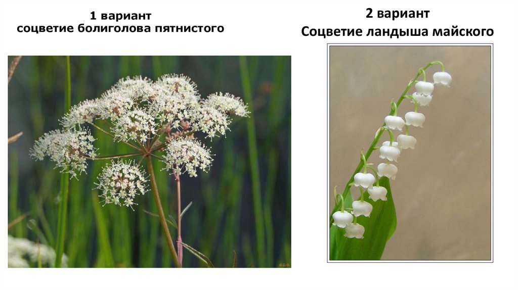 Ландыш майский вид соцветия простое или сложное рисунок соцветия