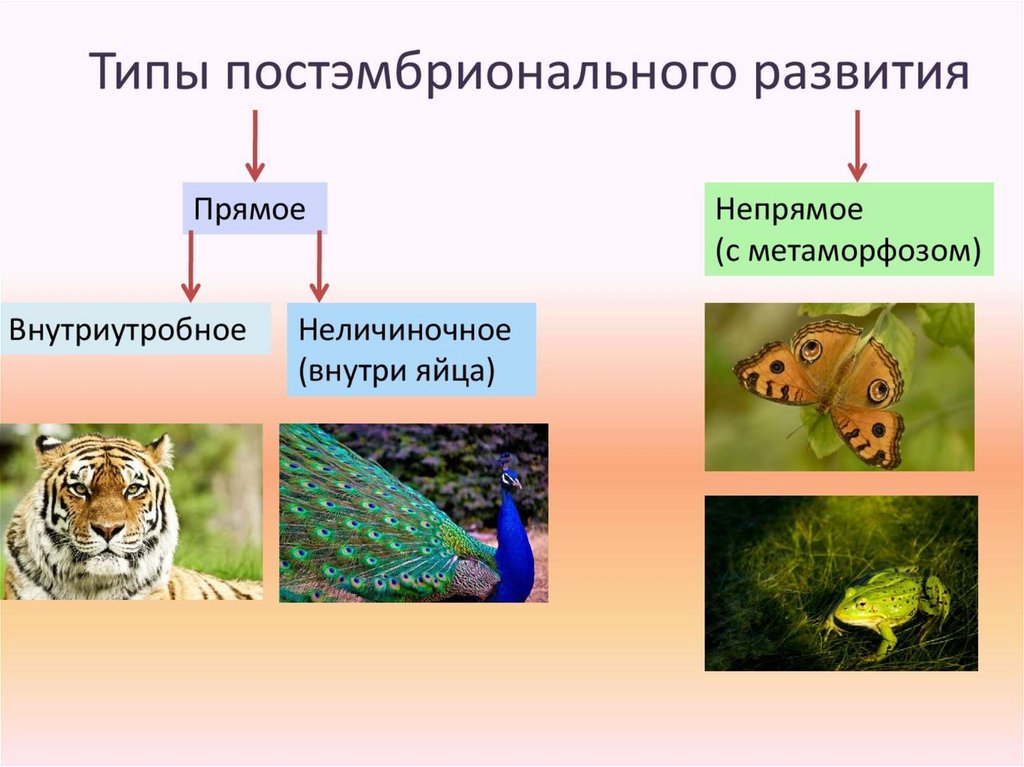 Типы постэмбрионального развития организма