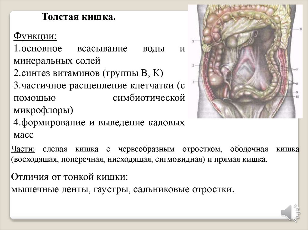 Кишечник. Тонкая кишка - презентация онлайн