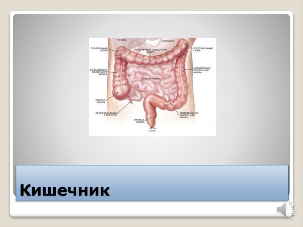 Кишечник. Тонкая кишка - презентация онлайн