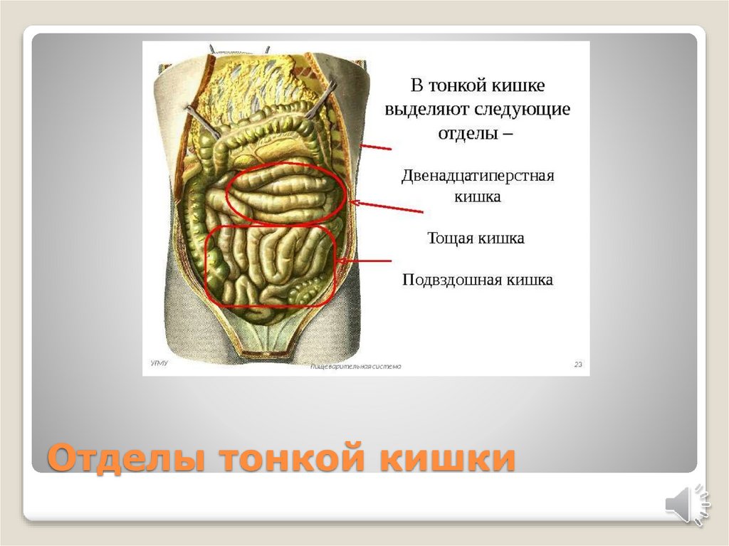 Кишечник. Тонкая кишка - презентация онлайн