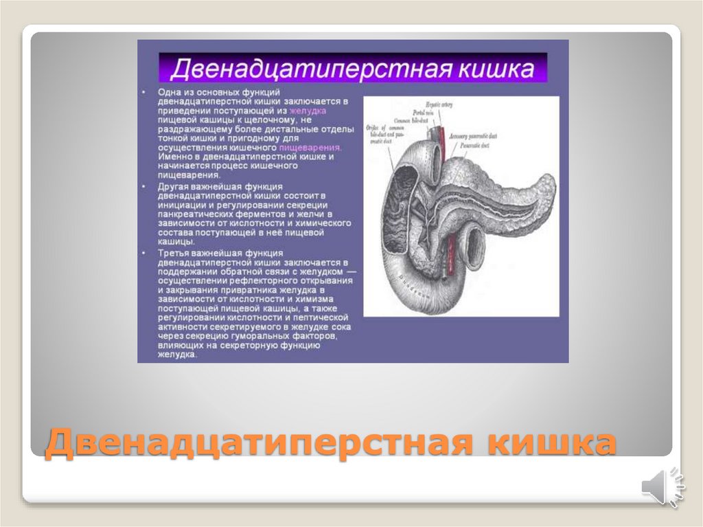 Кишечник. Тонкая кишка - презентация онлайн