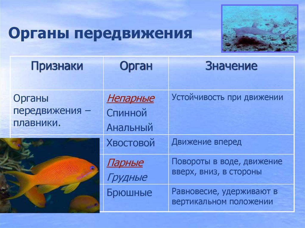Класс рыбы плавники. Таблица по биологии 7 класс общая характеристика рыб. Надкласс рыбы 7 класс биология. Органы передвижения рыб. Характеристика органов передвижения у рыб.