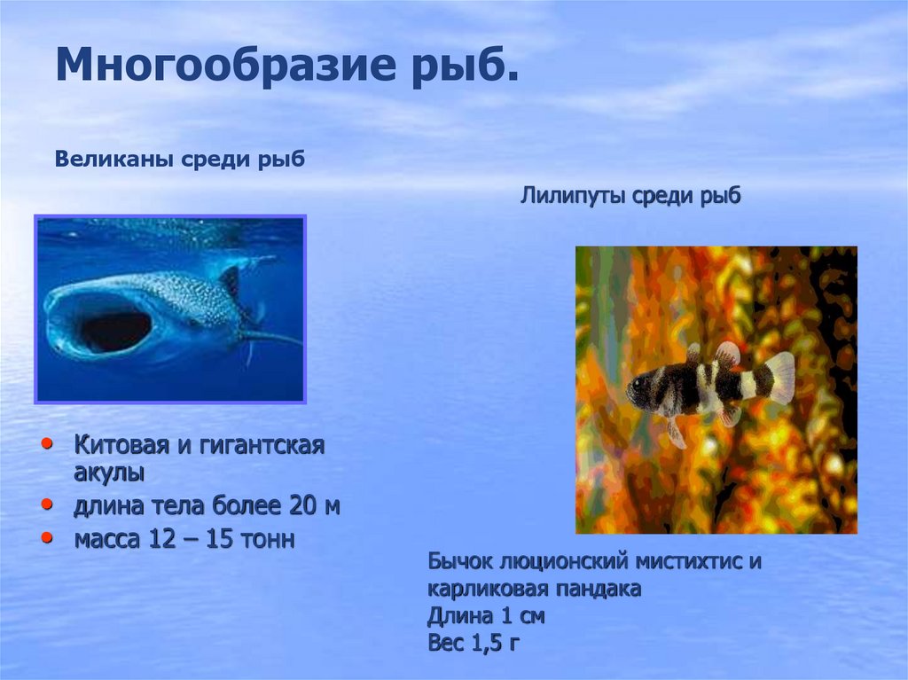Особенности рыб 3 класс. Разнообразие рыб. Презентация на тему многообразие рыб. Класс рыбы многообразие. Многообразию надкласса рыбы.