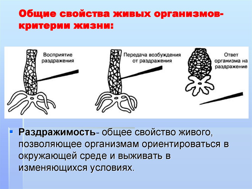 Общие свойства живых тканей. Общие свойства всех живых организмов. Общие свойства живого. Свойства живых организмов ОГЭ. Все Общие свойства живого.