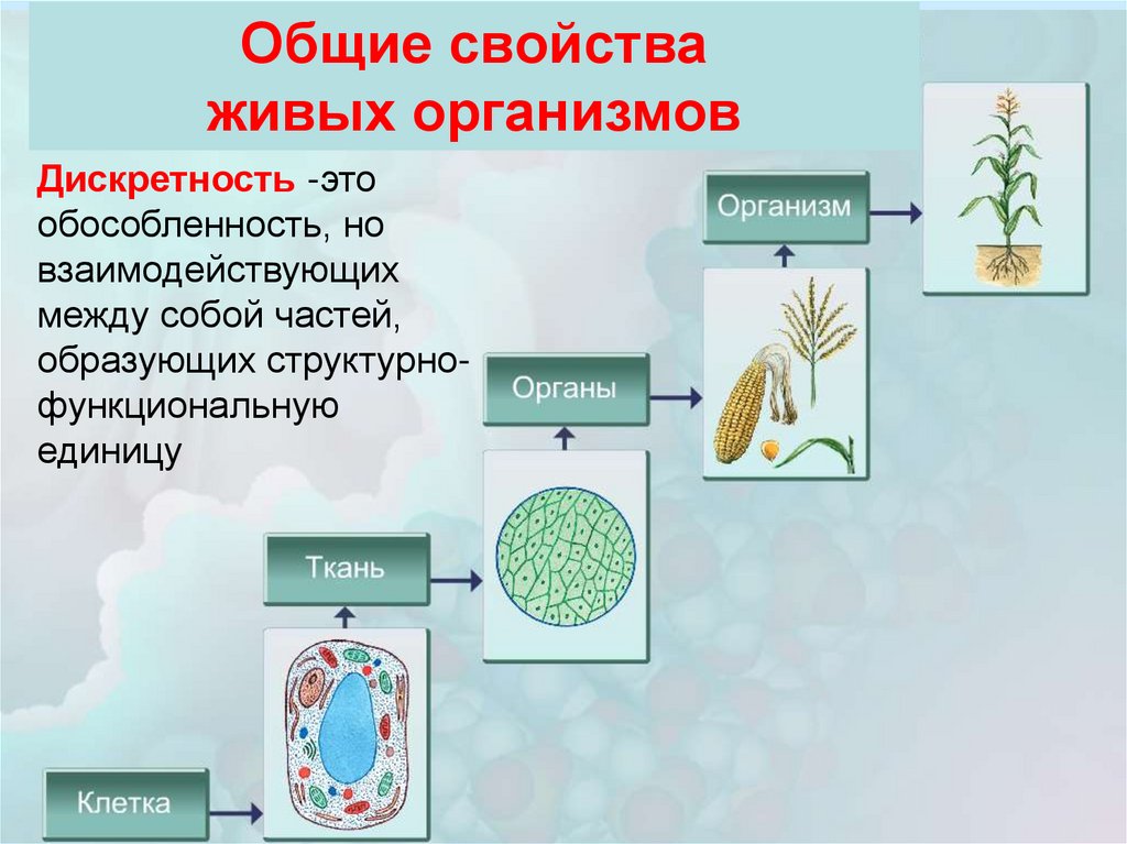 Общие свойства живых тканей. Общие свойства живых организмов. Свойства живых систем. Все свойства живых систем. Общие свойства живых систем список.