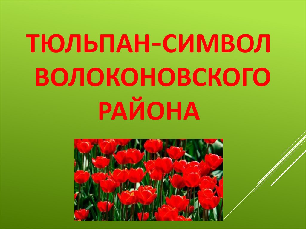 Тюльпаны это символ. Что символизирует тюльпан. Тюльпан символ. Тюльпан символ чего. Тюльпан символ Башкирии.