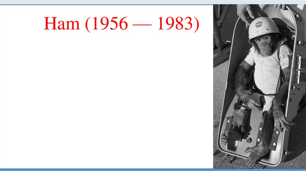 Ham (1956 — 1983)