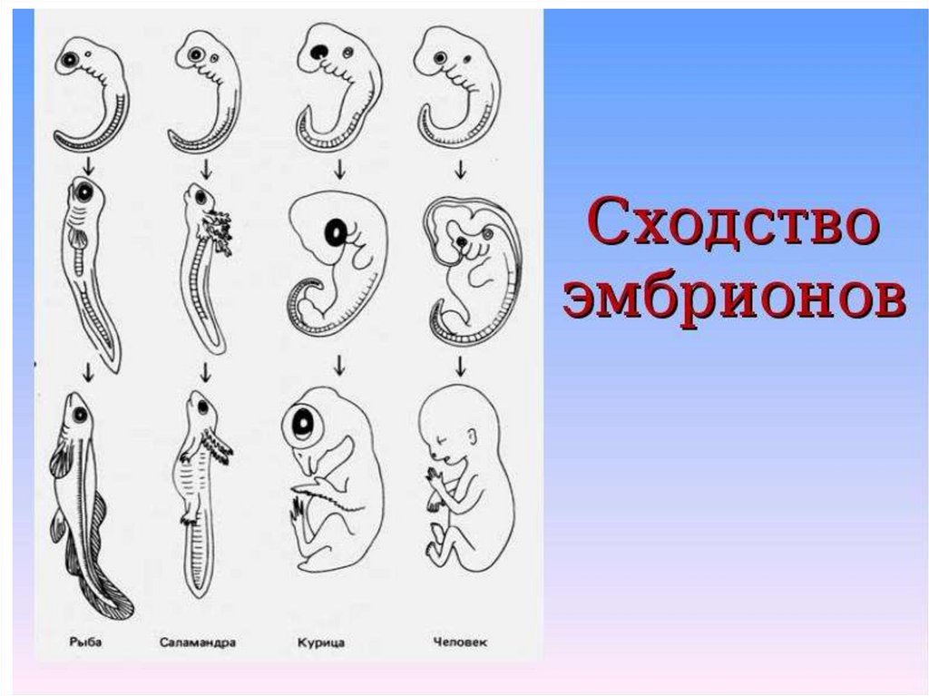 Наличие у зародыша человека. Сходство эмбрионов. Эмбриональное сходство. Зародыш рыбы и человека. Эмбрионы человека и животных.