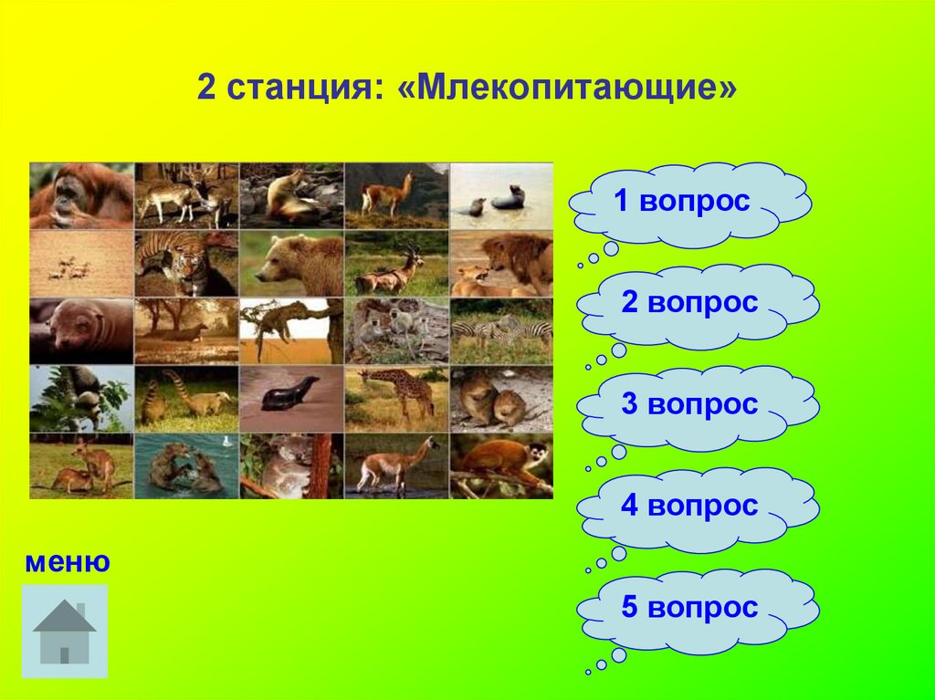 Вопросы по млекопитающим 7 класс. Вопросы по млекопитающим. Вопросы про млекопитающих. Шесть вопросов о млекопитающих Хабаровского края.