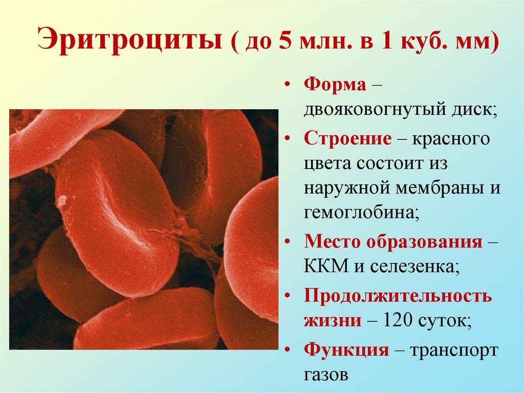 Гемоглобин образуется в результате. Строение эритроцитов биология 8 класс. Строение и функция эритроцитов биология 8 класс. Сигаровидные эритроциты. Эритроциты строение и функции.