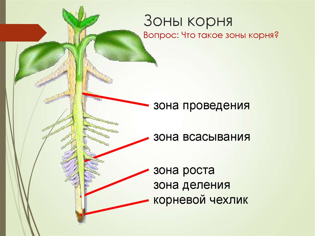 Какая зона корня обеспечивает поглощение воды. Зоны корня. Клеточное строение корня. Строение корня растения. Зоны корня и их функции.
