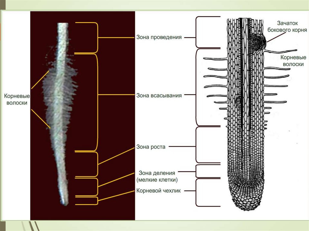 Внутреннее строение корня зоны корня. Внешнее и внутреннее строение корня, зоны корня. Строение корня зоны корня 6 класс. Строение корня на продольном срезе.