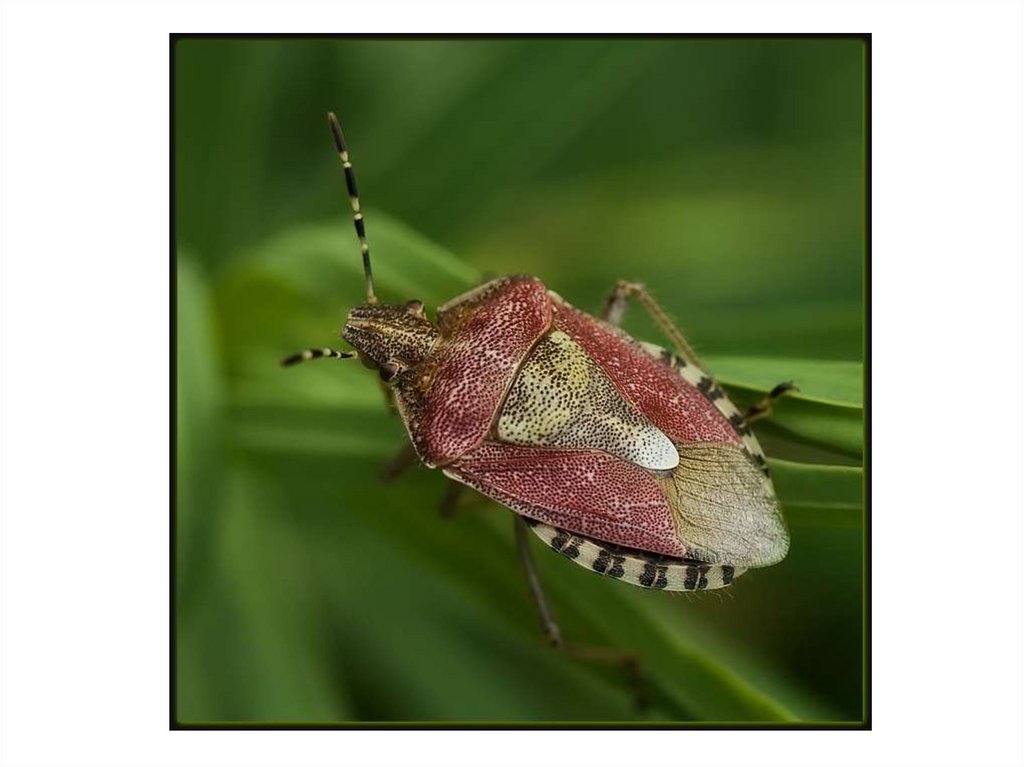 Малиновый клоп. Dolycoris baccarum - щитник ягодный. Клоп щитник ягодный. Щитник Dolycoris. Щитник длинноусый.