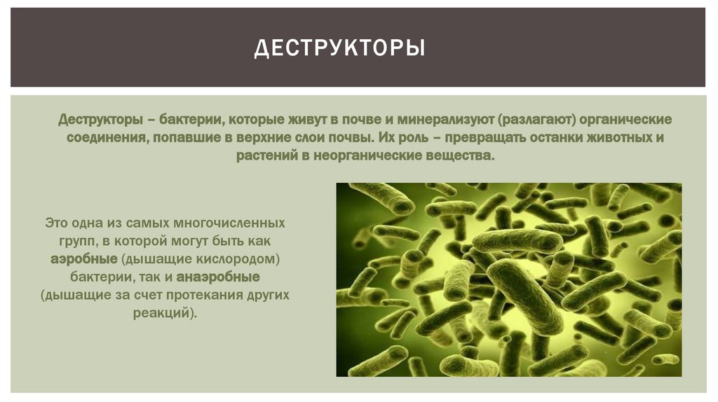 Значение почвенных бактерий
