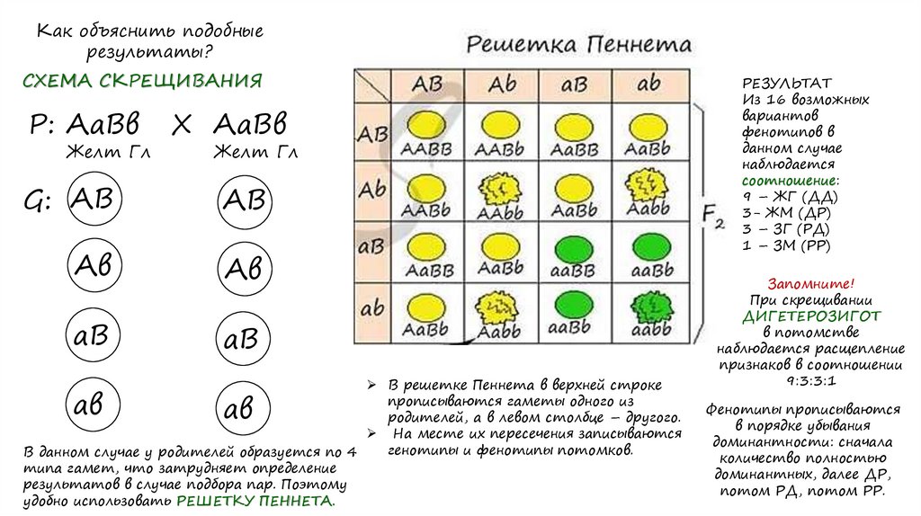 Дигетерозигота с дигетерозиготой. Скрещивание двух дигетерозигот. Схема скрещивания двух дигетерозигот. Символ дигетерозиготы. Самоопыление дигетерозиготы.