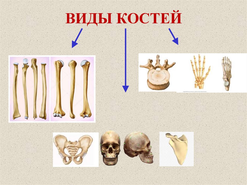 Какой тип костей. Внешний вид костей. Виды костей. Типы костей опорно двигательной системы. Тип кости d1.
