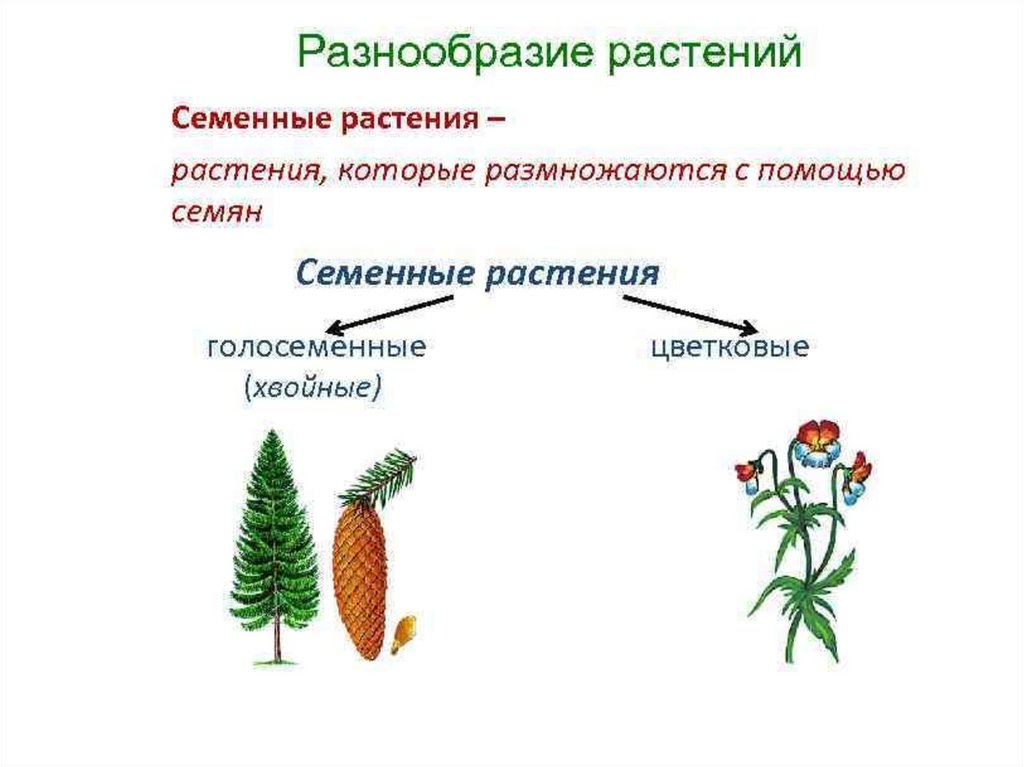 Голосеменные растения относятся к высшим споровым растениям