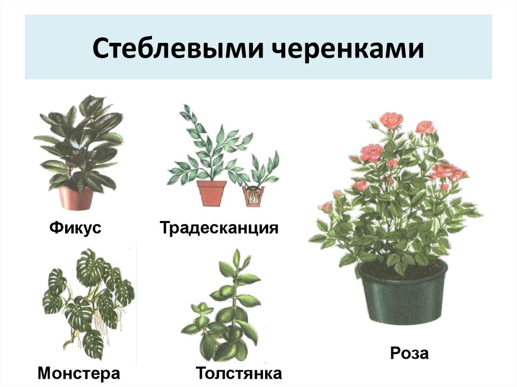 5 форм вегетативного