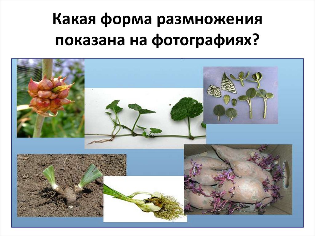 Какое размножение у цветов. Формы размножения. Вегетативное размножение. Вегетативная форма это. Околоцветник обеспечивает вегетативное размножение.