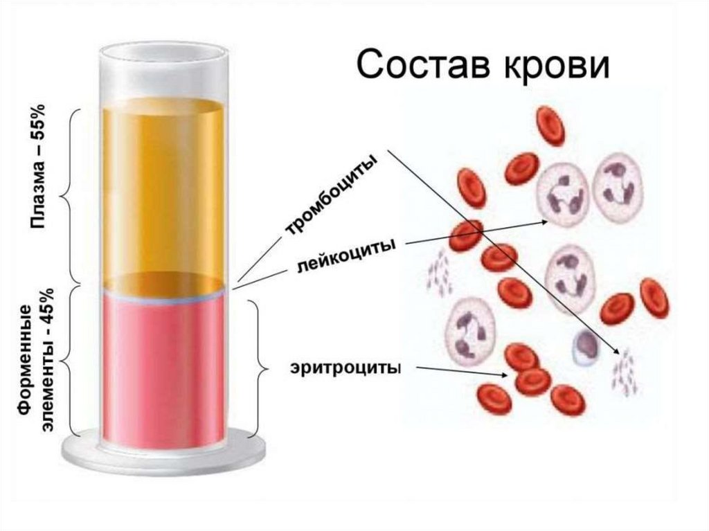 Эритроциты 3 3 у мужчин. Кровь состоит из плазмы и клеток крови. Состав крови. Значение эритроцитов и плазмы крови.. Состав крови плазма эритроциты лейкоциты. Состав плазмы крови рисунок.