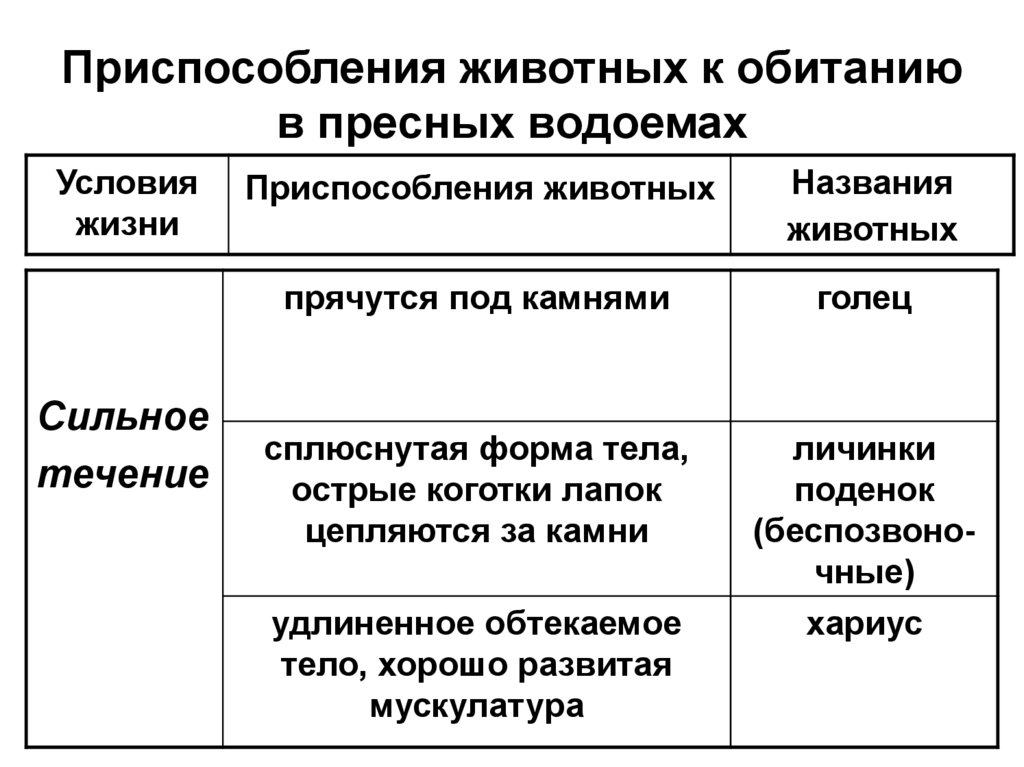 Черты приспособленности к среде обитания дятла. Формы приспособления у животных. Приспособление животных к жизни в пресных водоемах. Приспособления животных в пресном водоеме. Условие среды обитания в пресных водоемах.