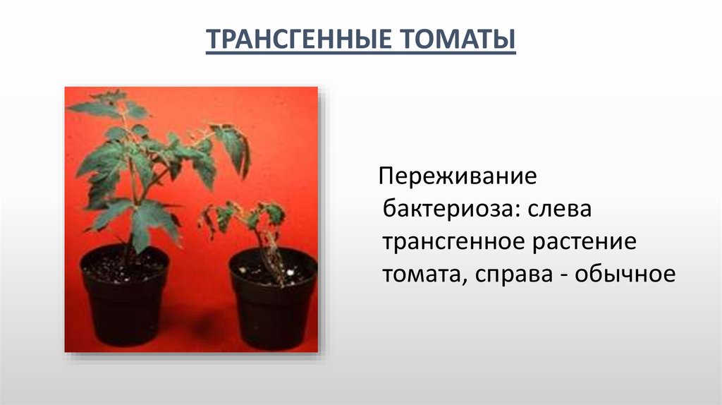 Томат растение биология. Трансгенные растения томатов. Опыленный цветок томата. Бактериоз томатов. Оплодотворенный цветок томатов.