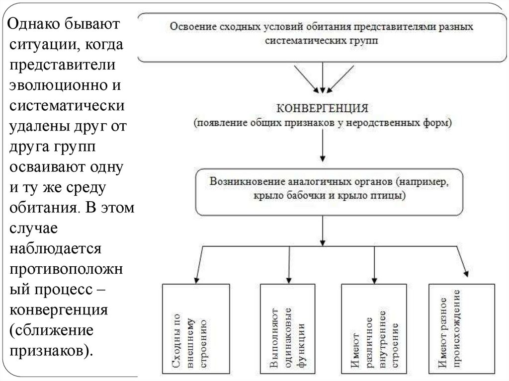 Видообразование как результат эволюции презентация 11 класс