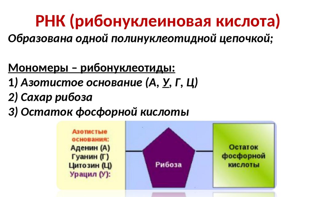 Полинуклеотидная ирнк. Нуклеотиды в полинуклеотидной цепи соединены связью. Общий принцип построения полинуклеотидной цепи. Фрагмент полинуклеотидной цепи.