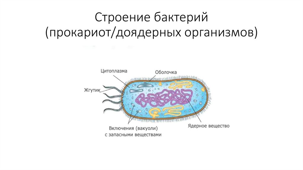 Бактерии доядерные организмы общая характеристика бактерий. Строение бактерии. Строение прокариот. Внутреннее строение бактерии. Бактерии доядерные организмы.