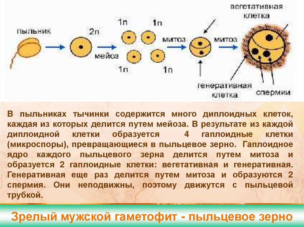 Оплодотворенная клетка растений. Вегетативная и генеративная клетка пыльцевого зерна. Формирование яйцеклетки у покрытосеменных растений. Образование яйцеклетки у цветковых растений. Хромосомный набор пыльцевого зерна.